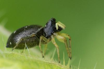 <i>Heliophanus</i>