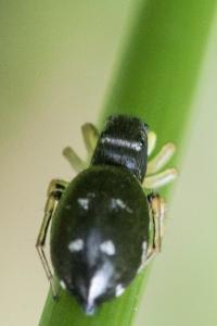 <i>Heliophanus</i>