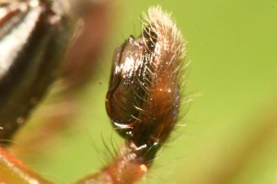 <i>Clubiona pseudoneglecta</i>