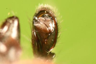 <i>Clubiona pseudoneglecta</i>