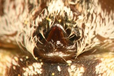 <i>Oxyopes heterophthalmus</i>