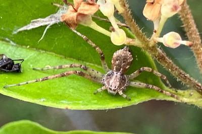 <i>Philodromus</i>
