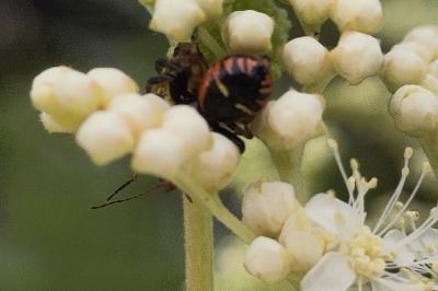 <i>Synema globosum</i>