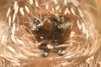 <i>Salticus zebraneus</i>