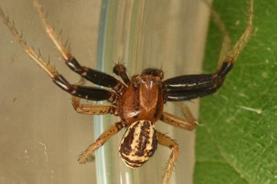 <i>Xysticus erraticus</i>