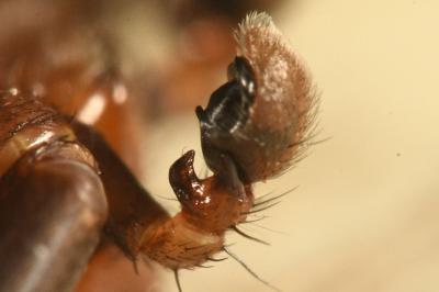 <i>Xysticus erraticus</i>