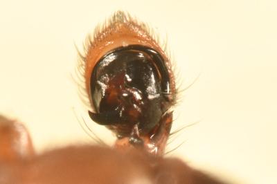 <i>Xysticus erraticus</i>