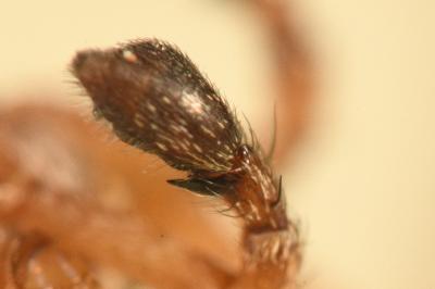 <i>Philodromus praedatus</i>