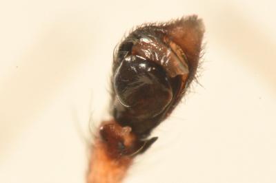 <i>Philodromus praedatus</i>
