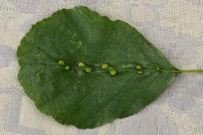<i>Eriophyes inangulis</i>