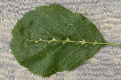 <i>Eriophyes inangulis</i>