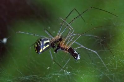 <i>Neriene radiata</i>
