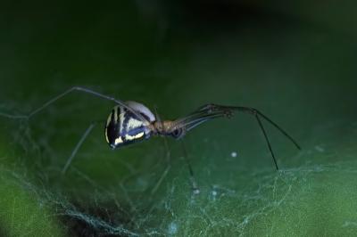 <i>Neriene radiata</i>