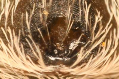 <i>Marpissa radiata</i>