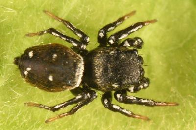 <i>Heliophanus kochii</i>