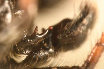 <i>Heliophanus kochii</i>