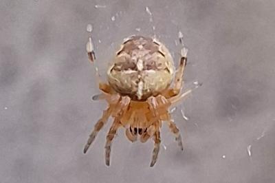 <i>Araneus diadematus</i>