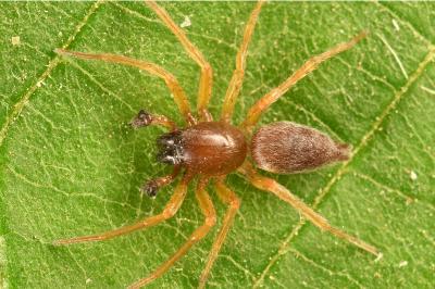 <i>Clubiona brevipes</i>