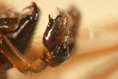 <i>Clubiona brevipes</i>