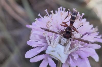 <i>Thomisus onustus</i>