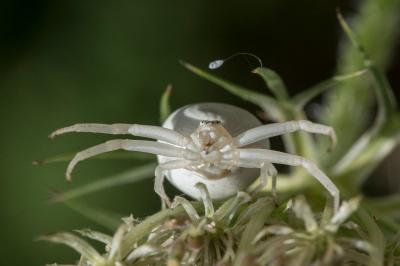 <i>Misumena vatia</i>