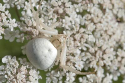 <i>Misumena vatia</i>