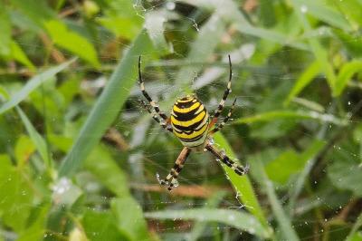 <i>Argiope bruennichi</i>