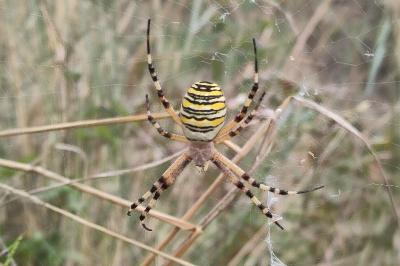 Argiope bruennichi