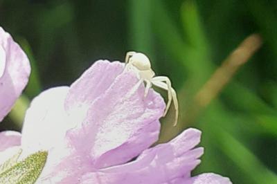 <i>Misumena vatia</i>