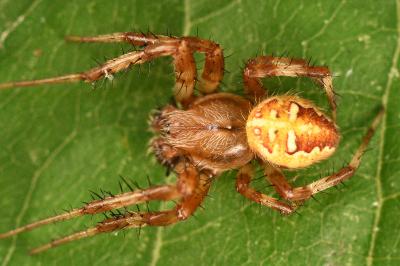 <i>Araneus quadratus</i>