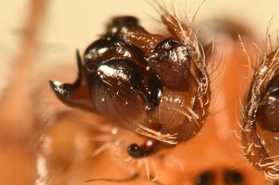 <i>Araneus quadratus</i>