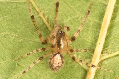 <i>Zygiella x-notata</i>