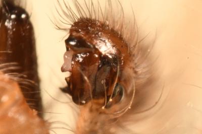 <i>Zygiella x-notata</i>