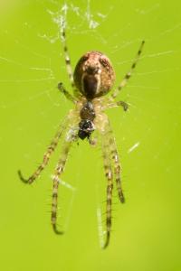 <i>Metellina</i>