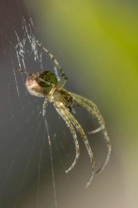 <i>Metellina</i>