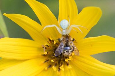 <i>Misumena vatia</i>