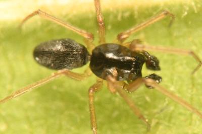<i>Agyneta rurestris</i>