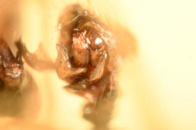 <i>Agyneta rurestris</i>