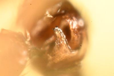 <i>Agyneta rurestris</i>