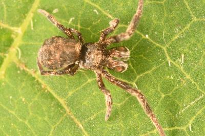 <i>Hyptiotes flavidus</i>