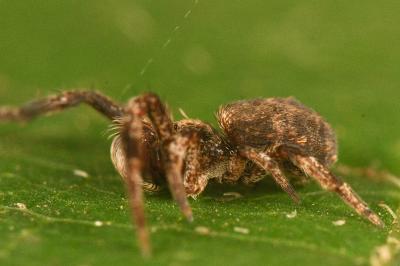 <i>Hyptiotes flavidus</i>