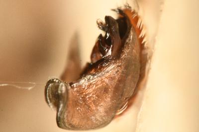 <i>Hyptiotes flavidus</i>