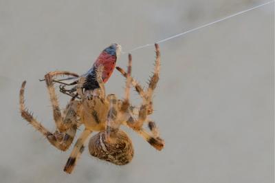 <i>Araneus diadematus</i>