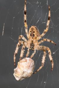 Araneus diadematus