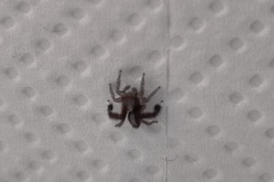<i>Saitis barbipes</i>