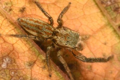 <i>Marpissa radiata</i>