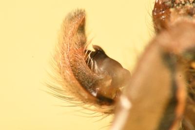 <i>Marpissa radiata</i>