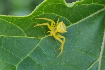 <i>Thomisus onustus</i>