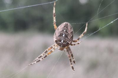 <i>Araneus diadematus</i>