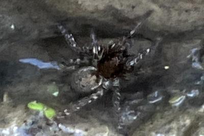 <i>Arctosa leopardus</i>